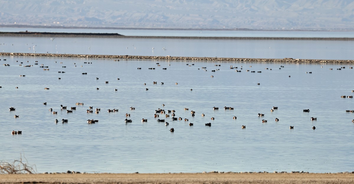 Northern Shoveler - ML649342220