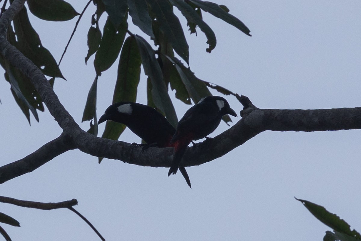 Waldwürgerstar - ML649342276