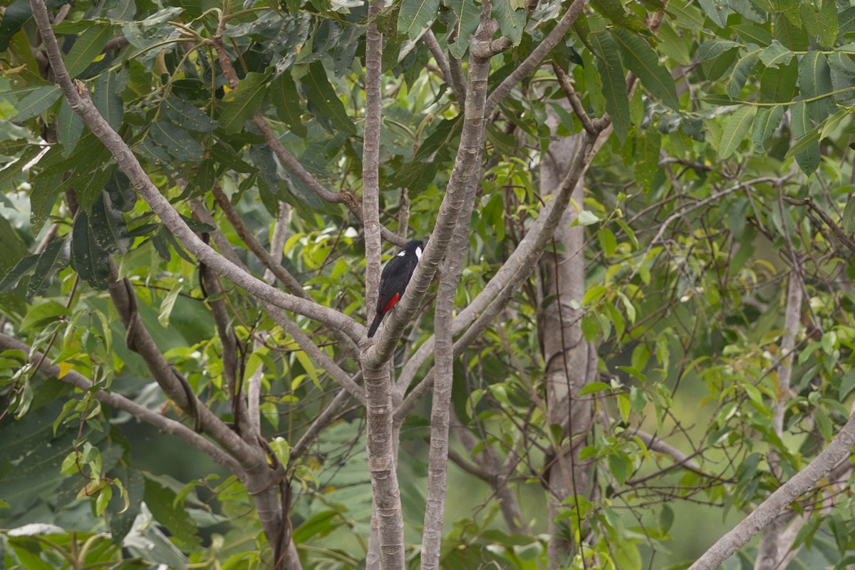 Waldwürgerstar - ML649342280