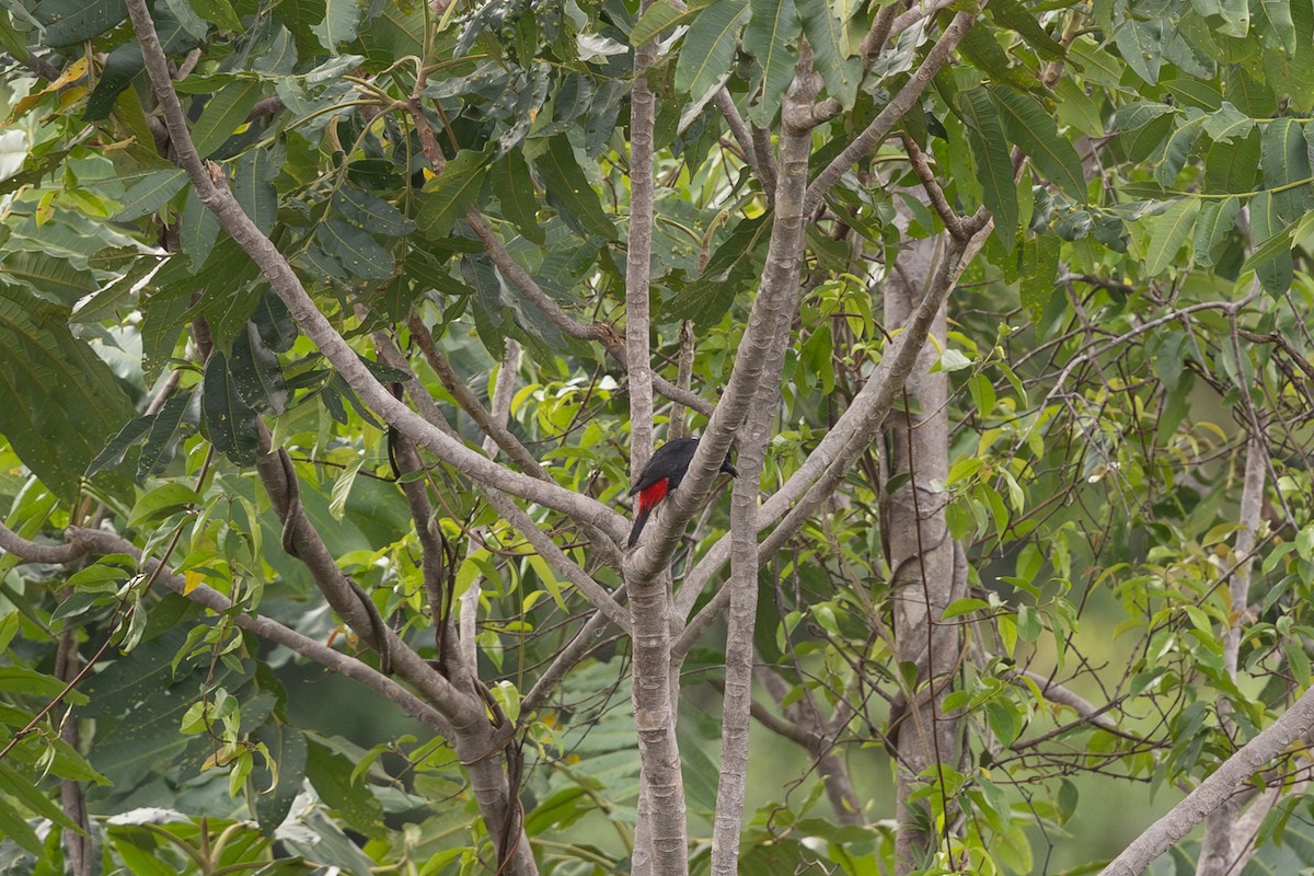 Waldwürgerstar - ML649342281