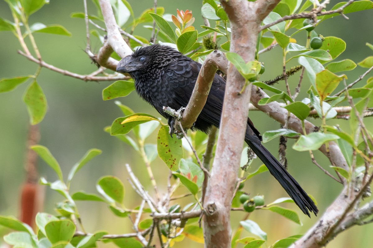 Smooth-billed Ani - ML649342290