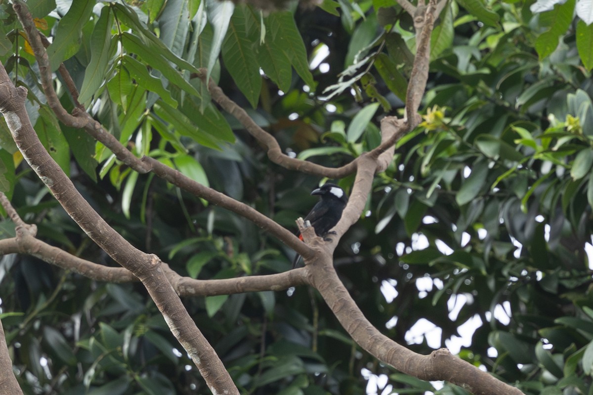 Waldwürgerstar - ML649342294