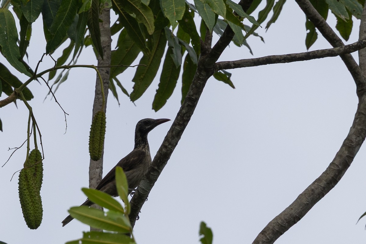 Neuguineapirol - ML649342364