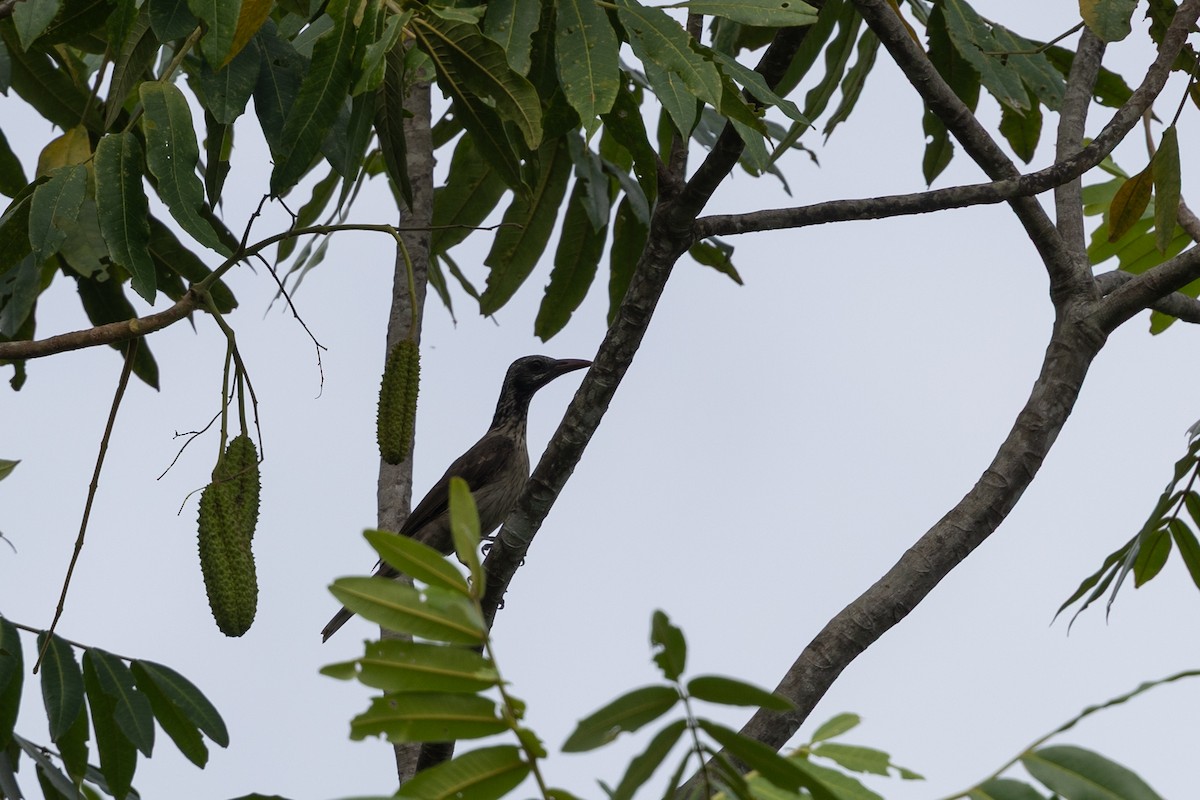 Neuguineapirol - ML649342365