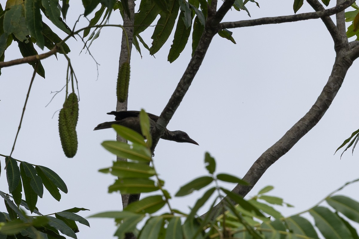 Neuguineapirol - ML649342367