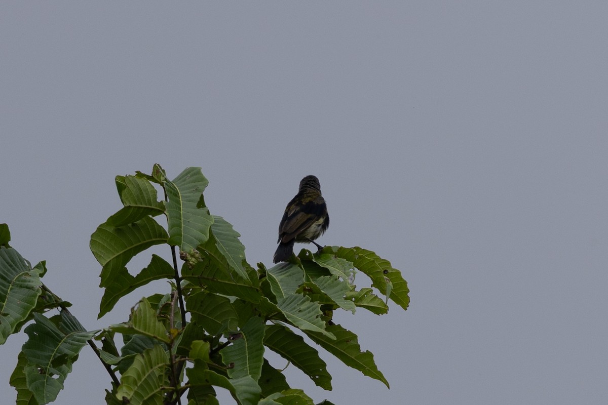 Seidennektarvogel - ML649342376