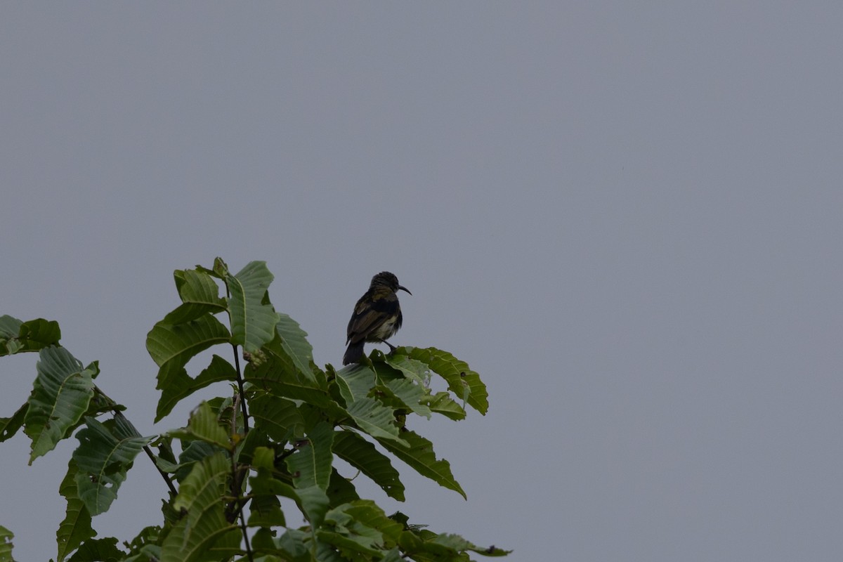 Seidennektarvogel - ML649342377