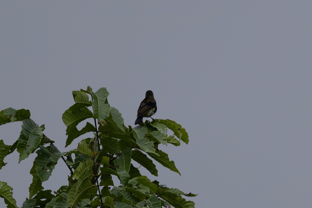 Seidennektarvogel - ML649342378