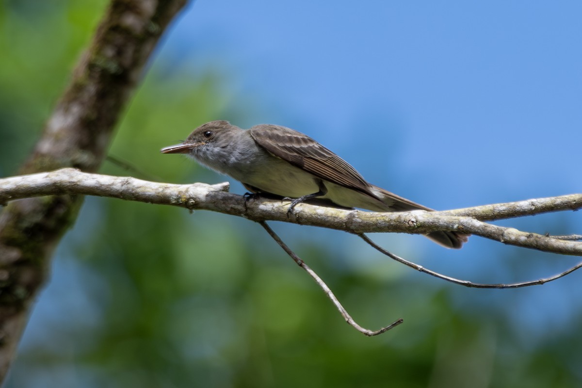 Swainson's Flycatcher - ML649342392
