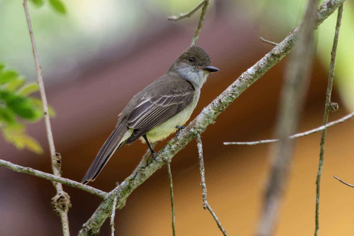 Swainson's Flycatcher - ML649342393