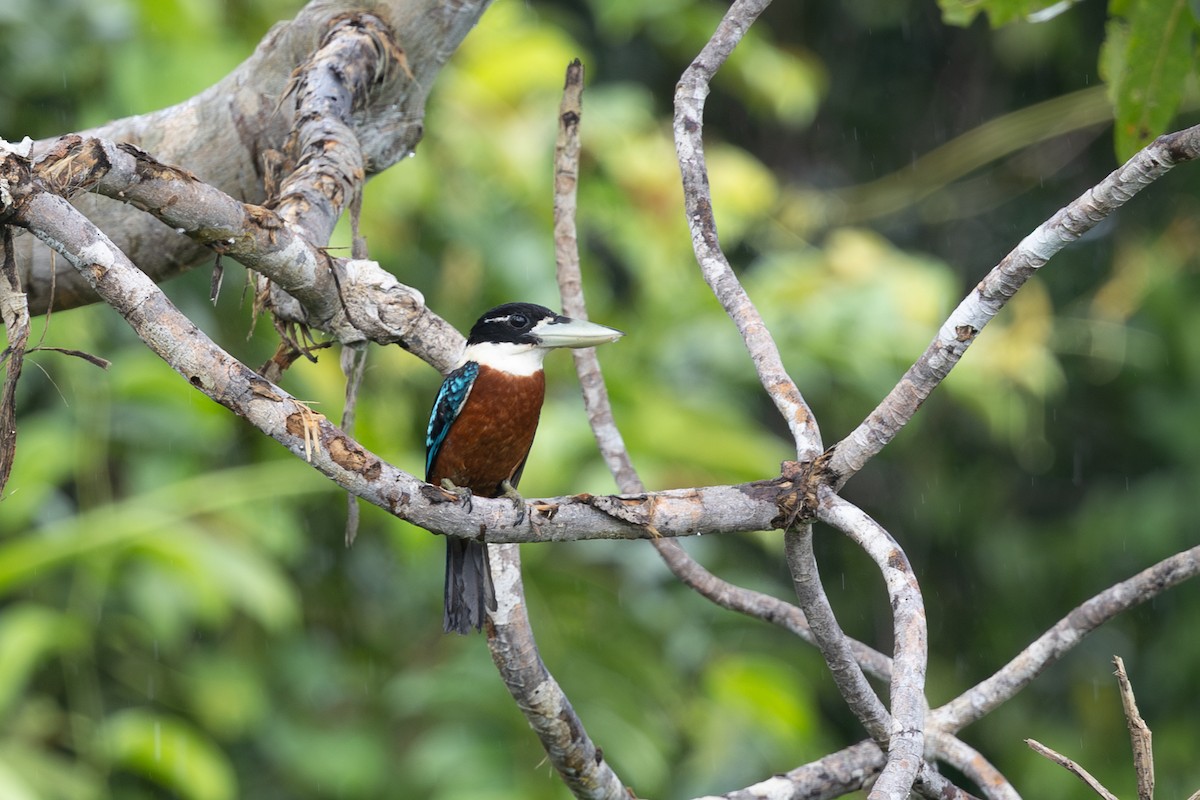 Rotbauchliest - ML649342414