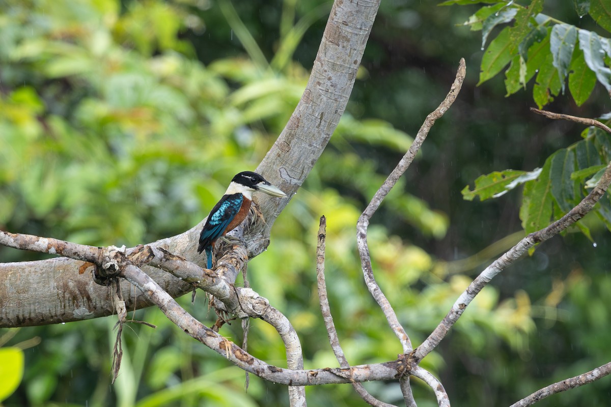 Rotbauchliest - ML649342415