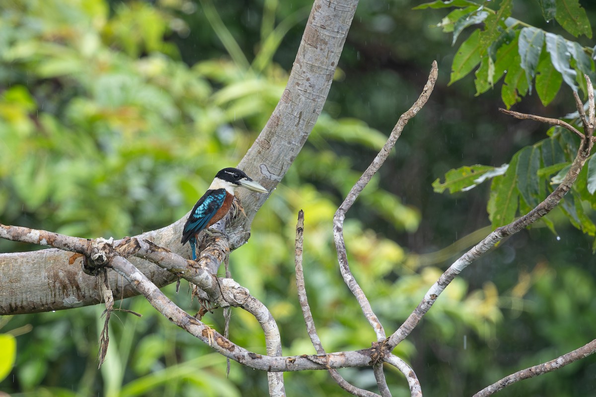 Rotbauchliest - ML649342416