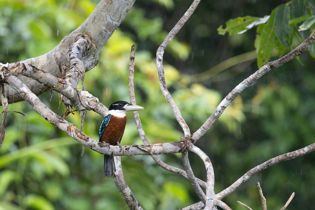 Rotbauchliest - ML649342417