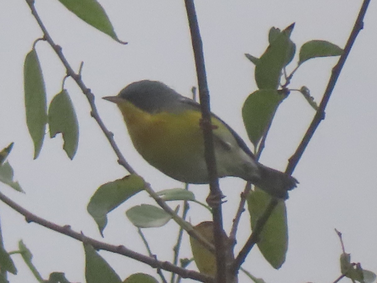 Tropical Parula - ML649342434