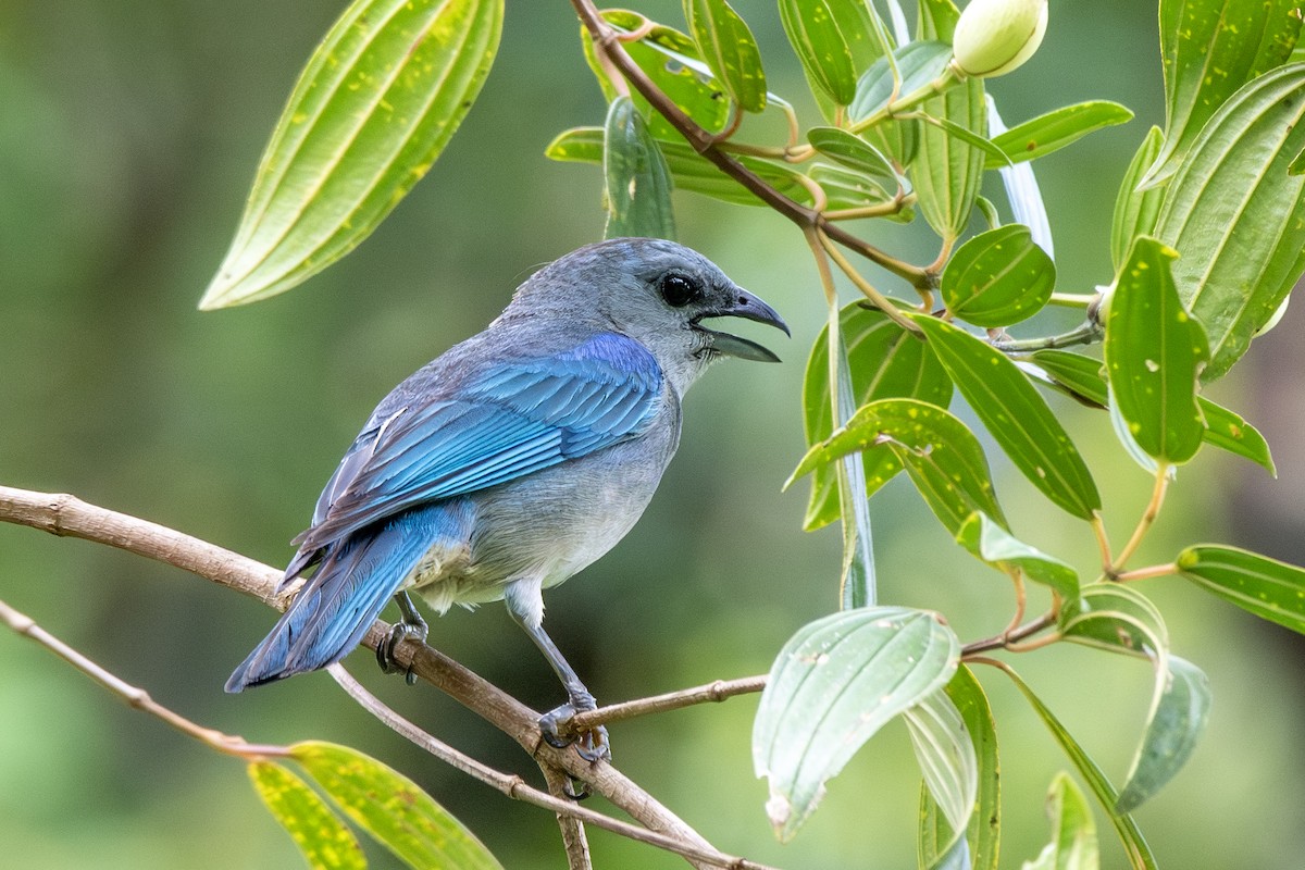 Azure-shouldered Tanager - ML649342435
