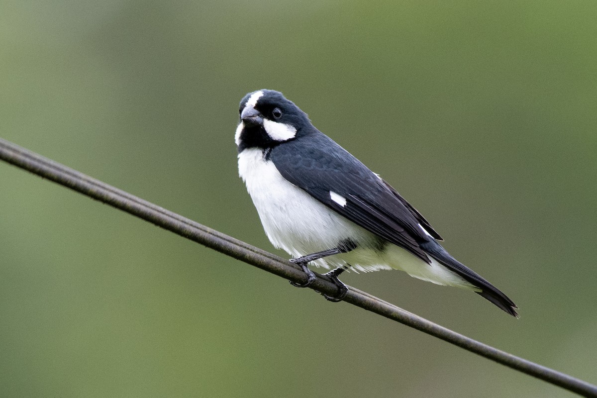 Lined Seedeater - ML649342487