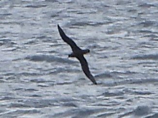 Weißkinn-Sturmvogel - ML649342503