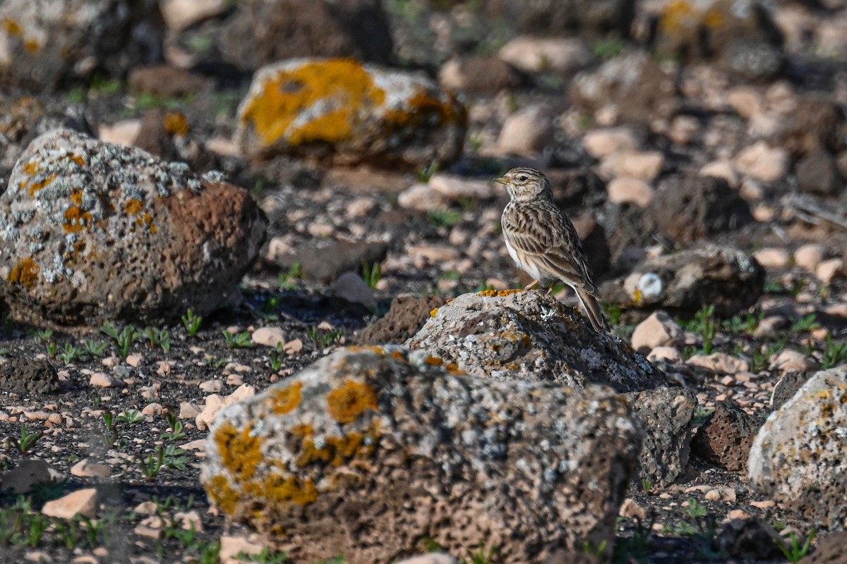 Жайворонок сірий - ML649342583