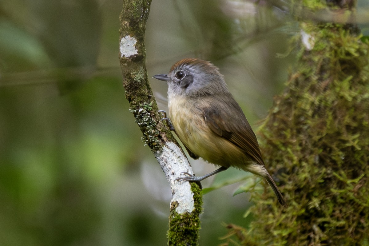 Plain Antvireo - ML649342657