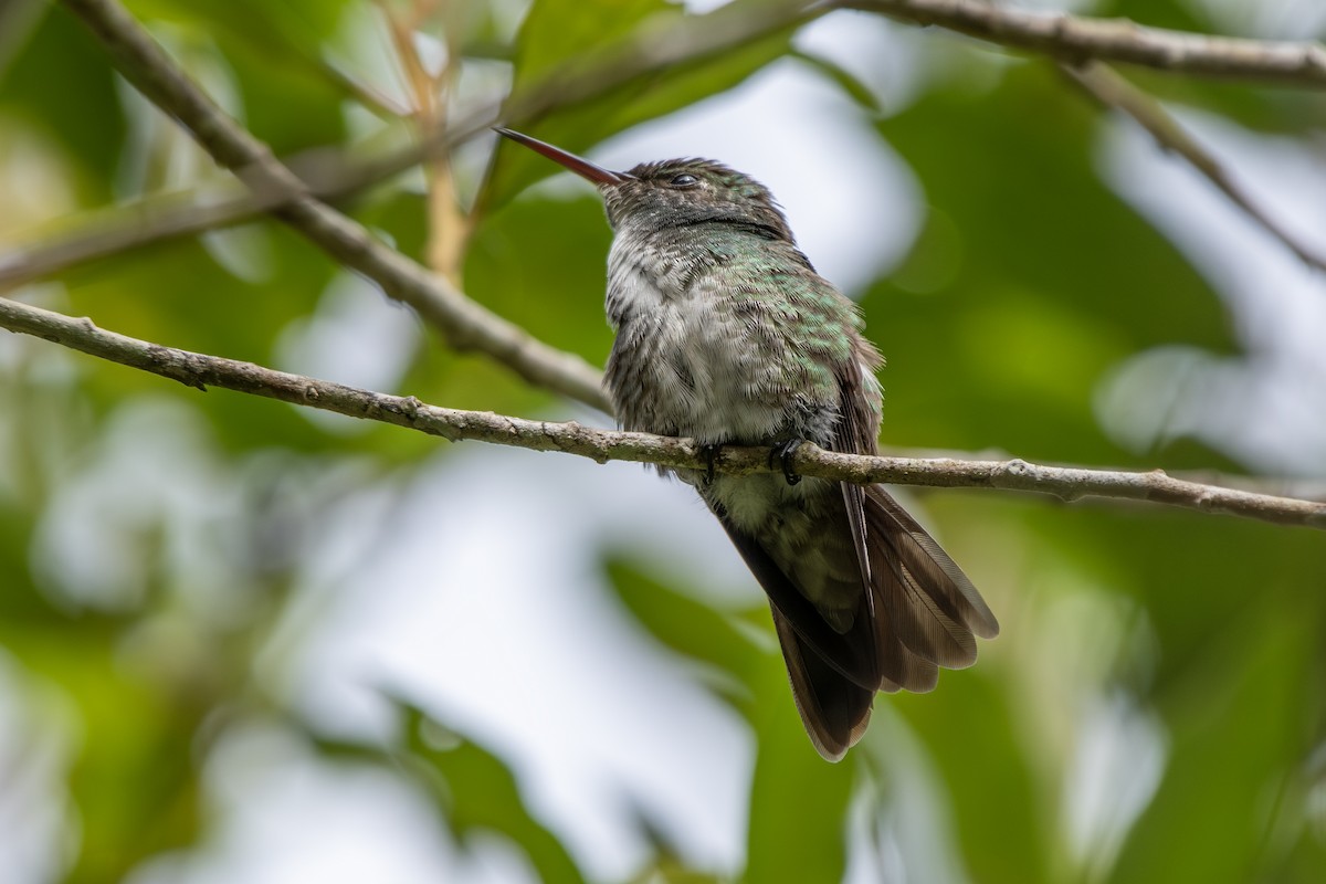 Versicolored Emerald (Versicolored) - ML649342667