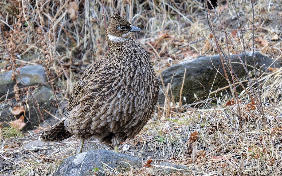 Himalayan Monal - ML649342679