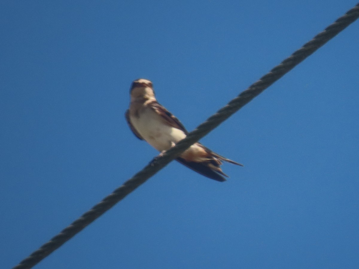 låvesvale (erythrogaster) - ML649342739