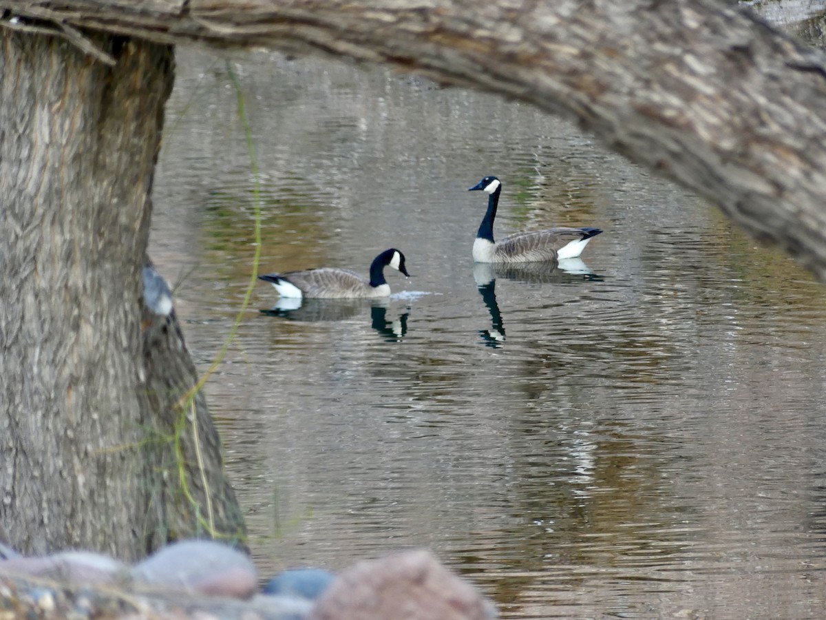 Canada Goose - ML649342838