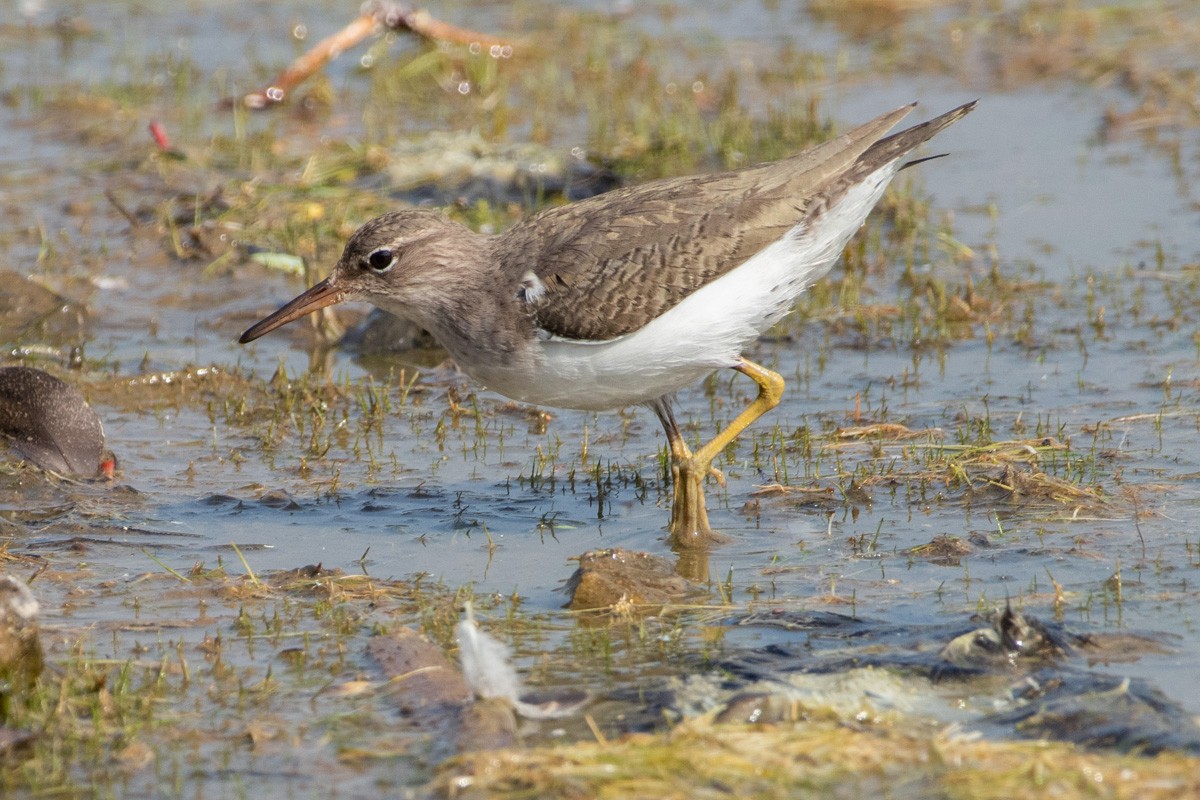 Drosseluferläufer - ML649343163