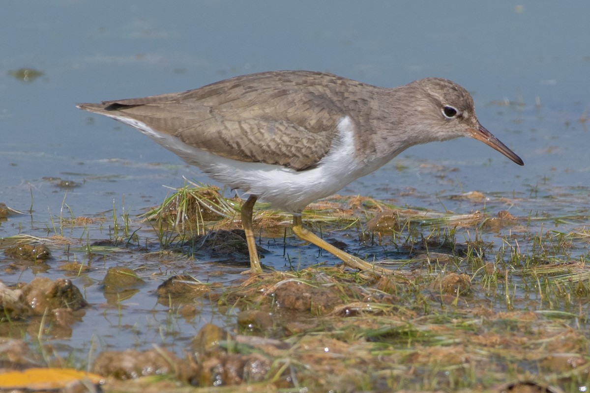 Drosseluferläufer - ML649343164