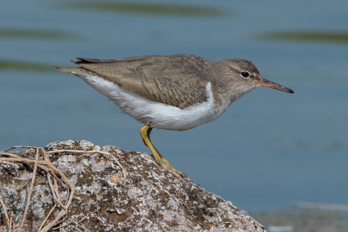 Drosseluferläufer - ML649343165