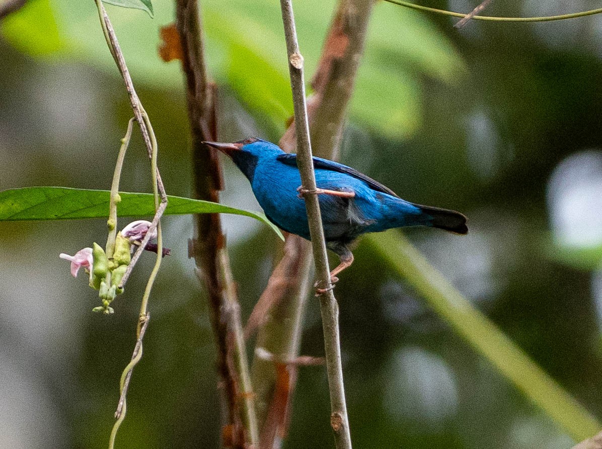 Синий дакнис - ML649343174