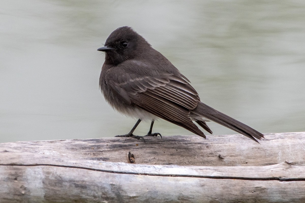 Schwarzkopf-Phoebetyrann - ML649343182