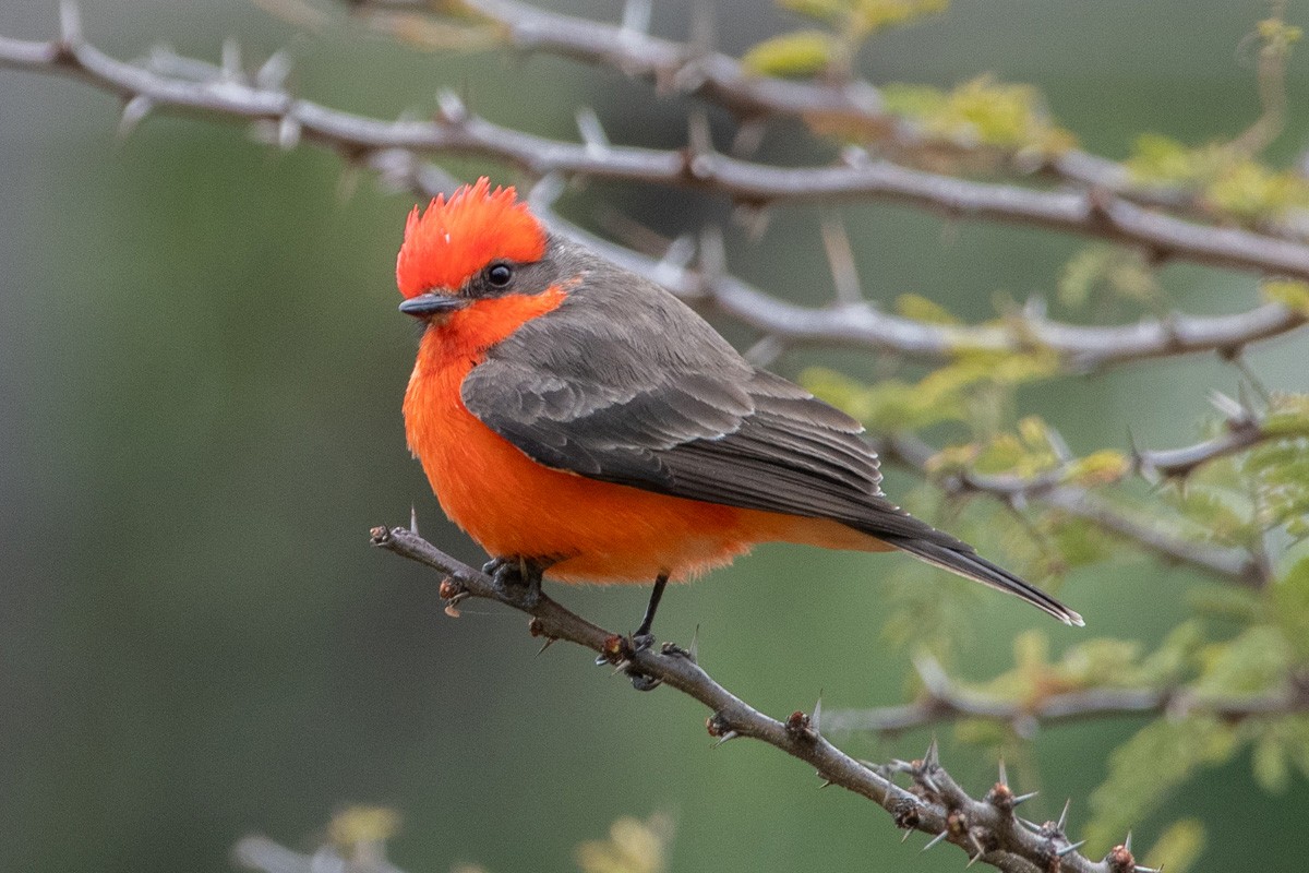 Rubintyrann - ML649343188