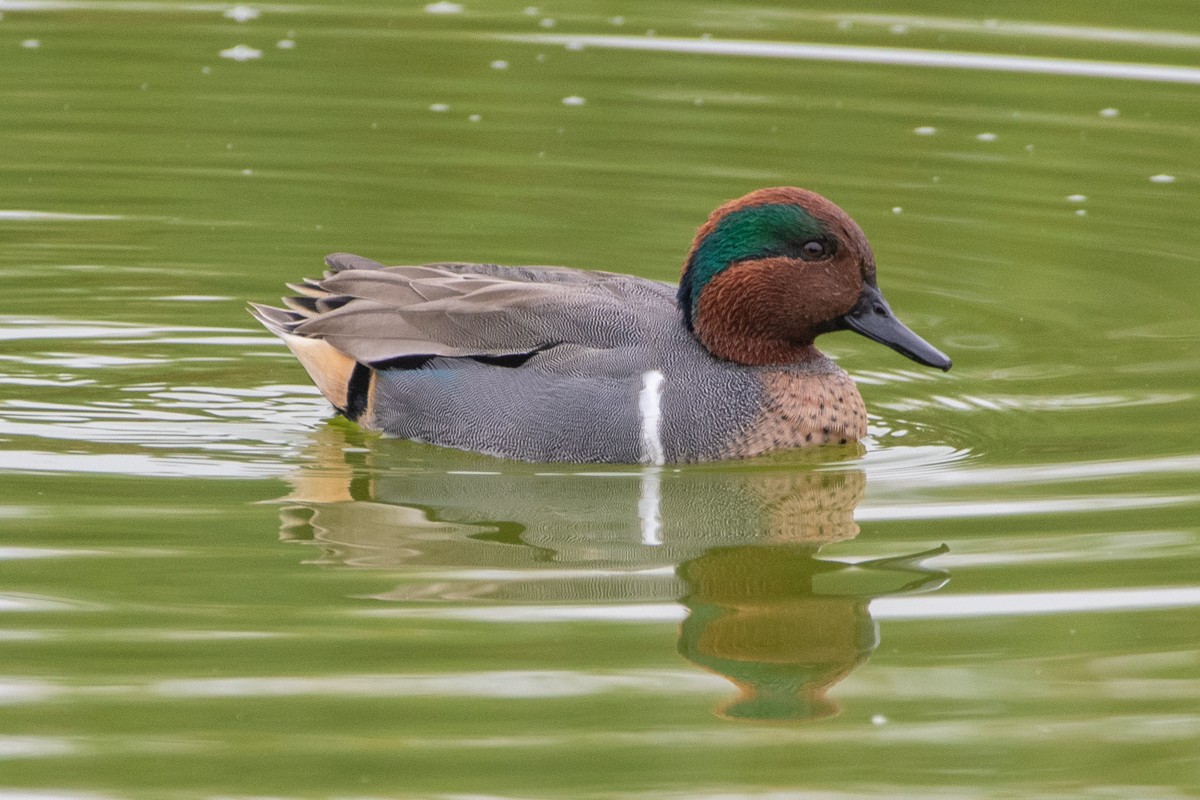 Krickente - ML649343200