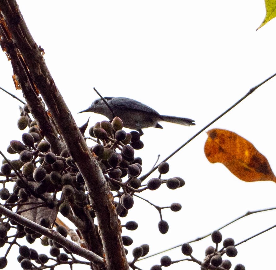 White-browed Gnatcatcher - ML649343214