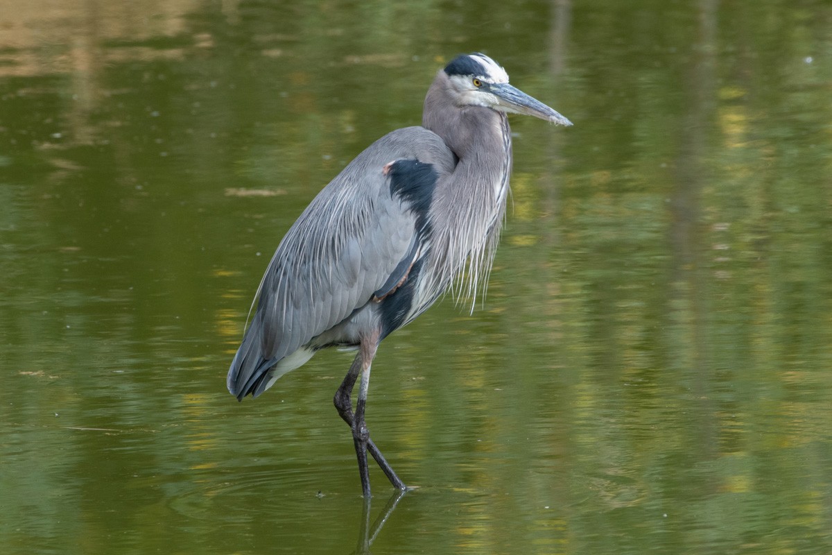 Kanadareiher - ML649343215