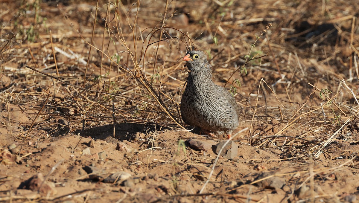 Red-billed Spurfowl - ML649343233
