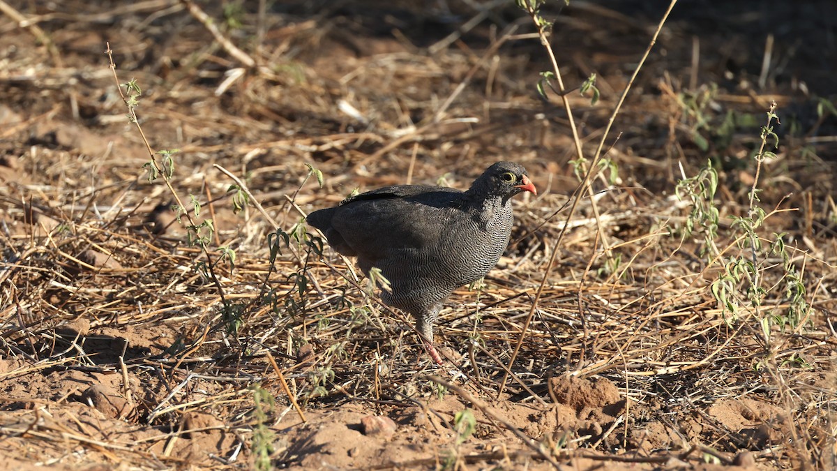 Red-billed Spurfowl - ML649343235