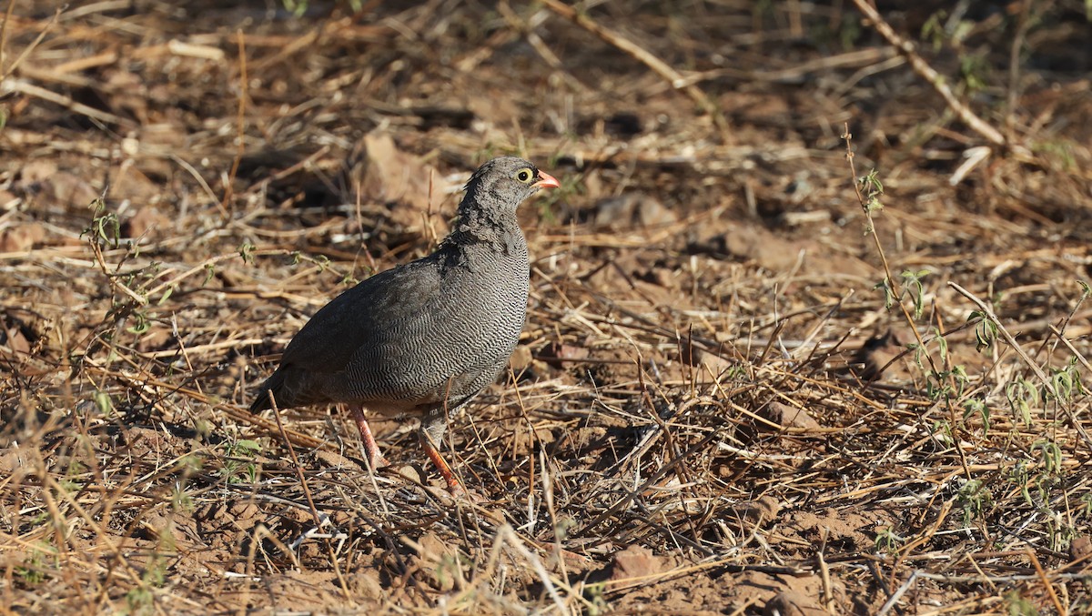 Red-billed Spurfowl - ML649343236