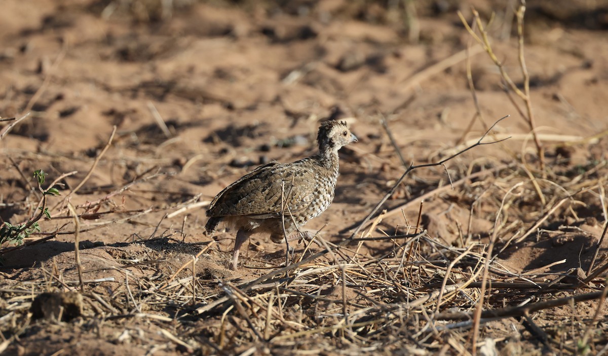 Red-billed Spurfowl - ML649343237