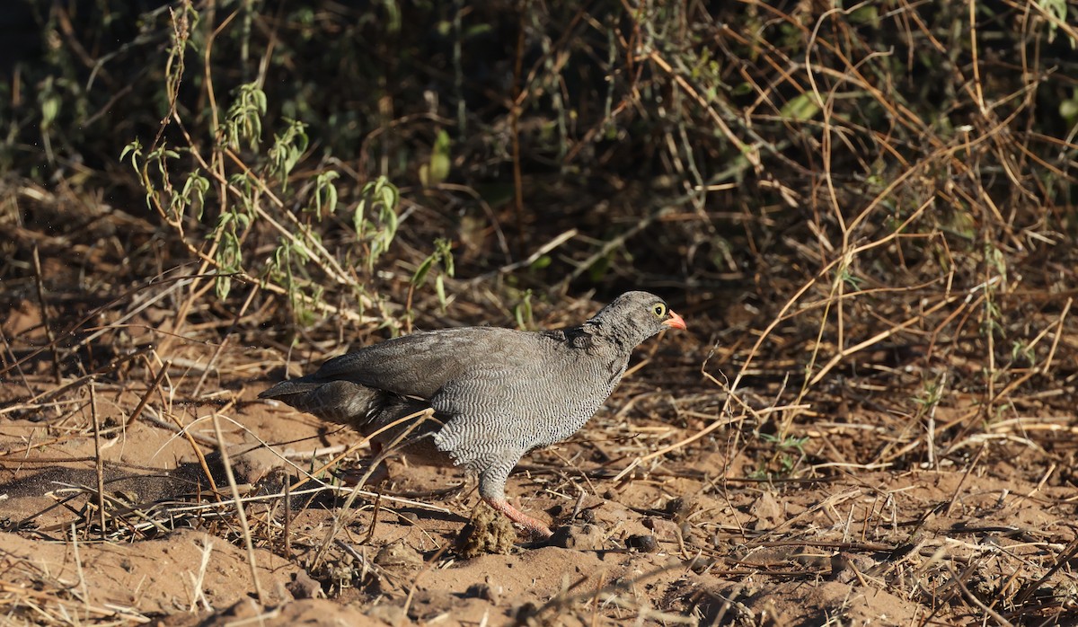 Red-billed Spurfowl - ML649343238