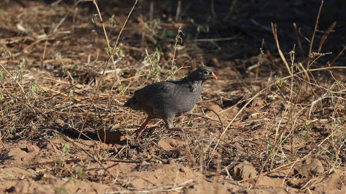 Red-billed Spurfowl - ML649343239