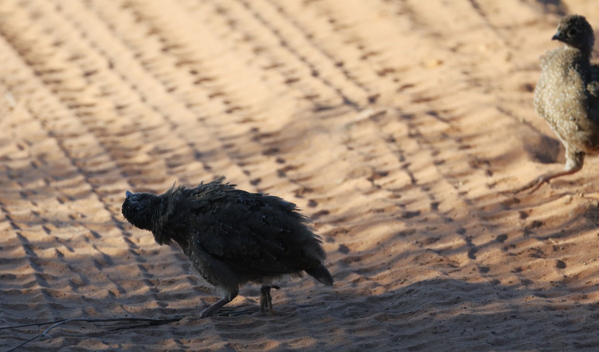 Red-billed Spurfowl - ML649343240