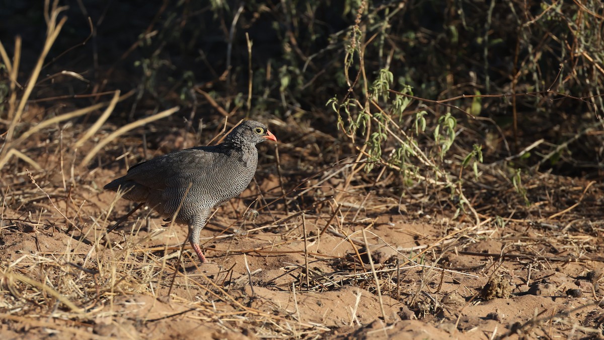 Red-billed Spurfowl - ML649343241