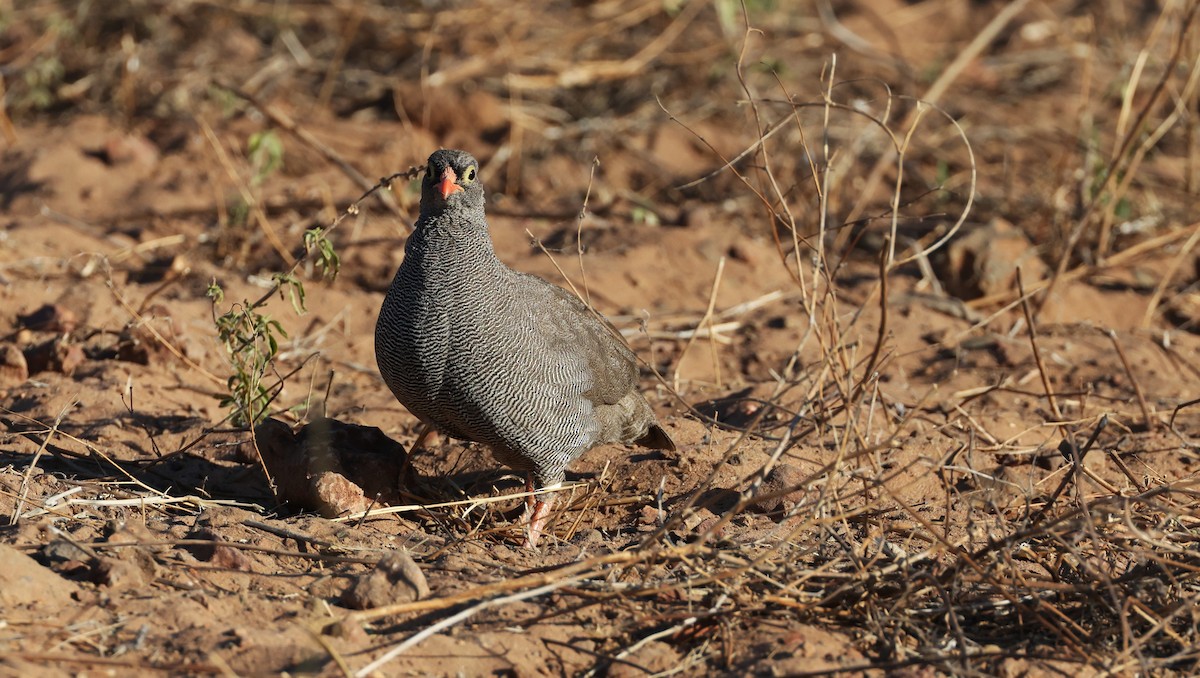 Red-billed Spurfowl - ML649343242