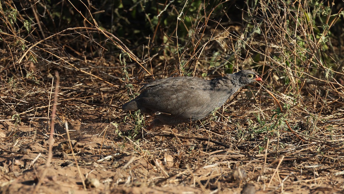 Red-billed Spurfowl - ML649343243