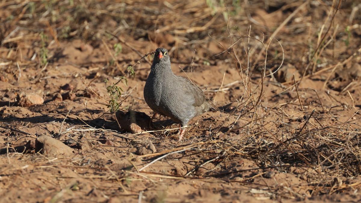 Red-billed Spurfowl - ML649343244
