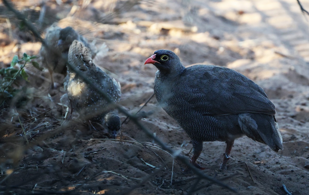 Red-billed Spurfowl - ML649343245
