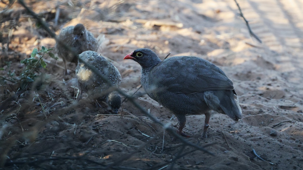 Red-billed Spurfowl - ML649343246